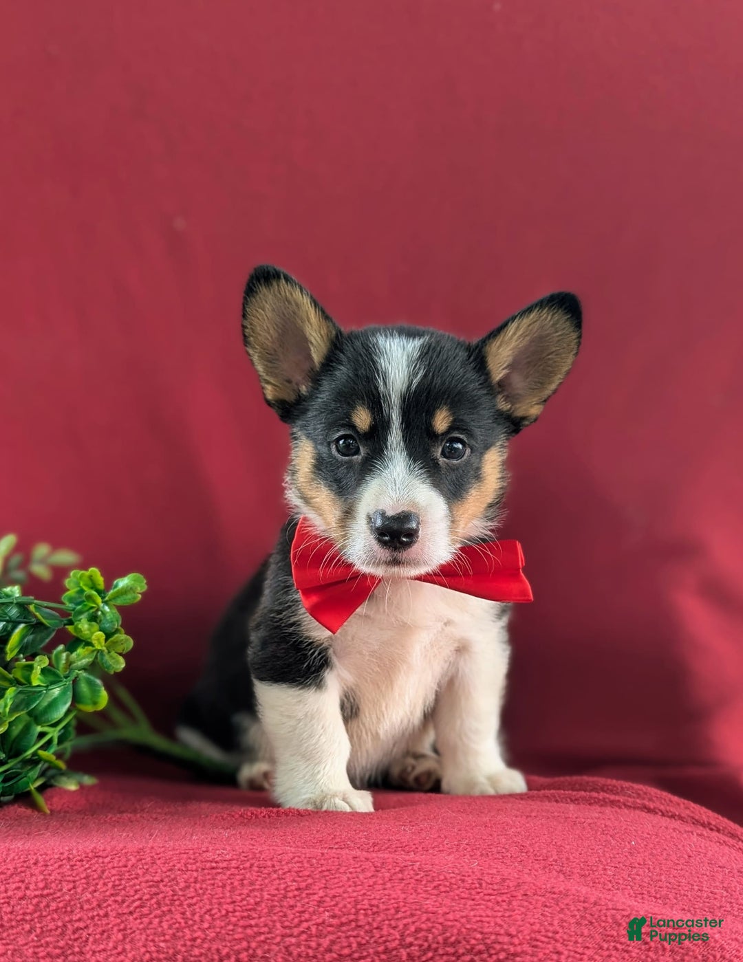 Welsh Corgi Pembroke dogs for sale: Kendrik - Image 6