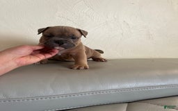 American Bully dogs for sale: Bob - Image 4