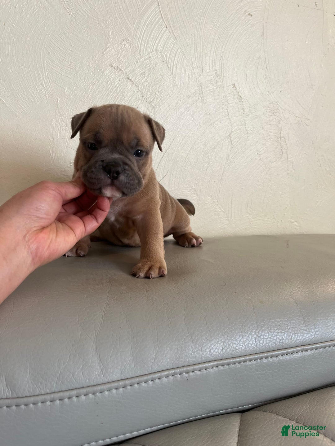 American Bully dogs for sale: Bob - Image 4
