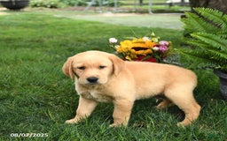 Goldador dogs for sale: Goldador 7 puppies - Image 5