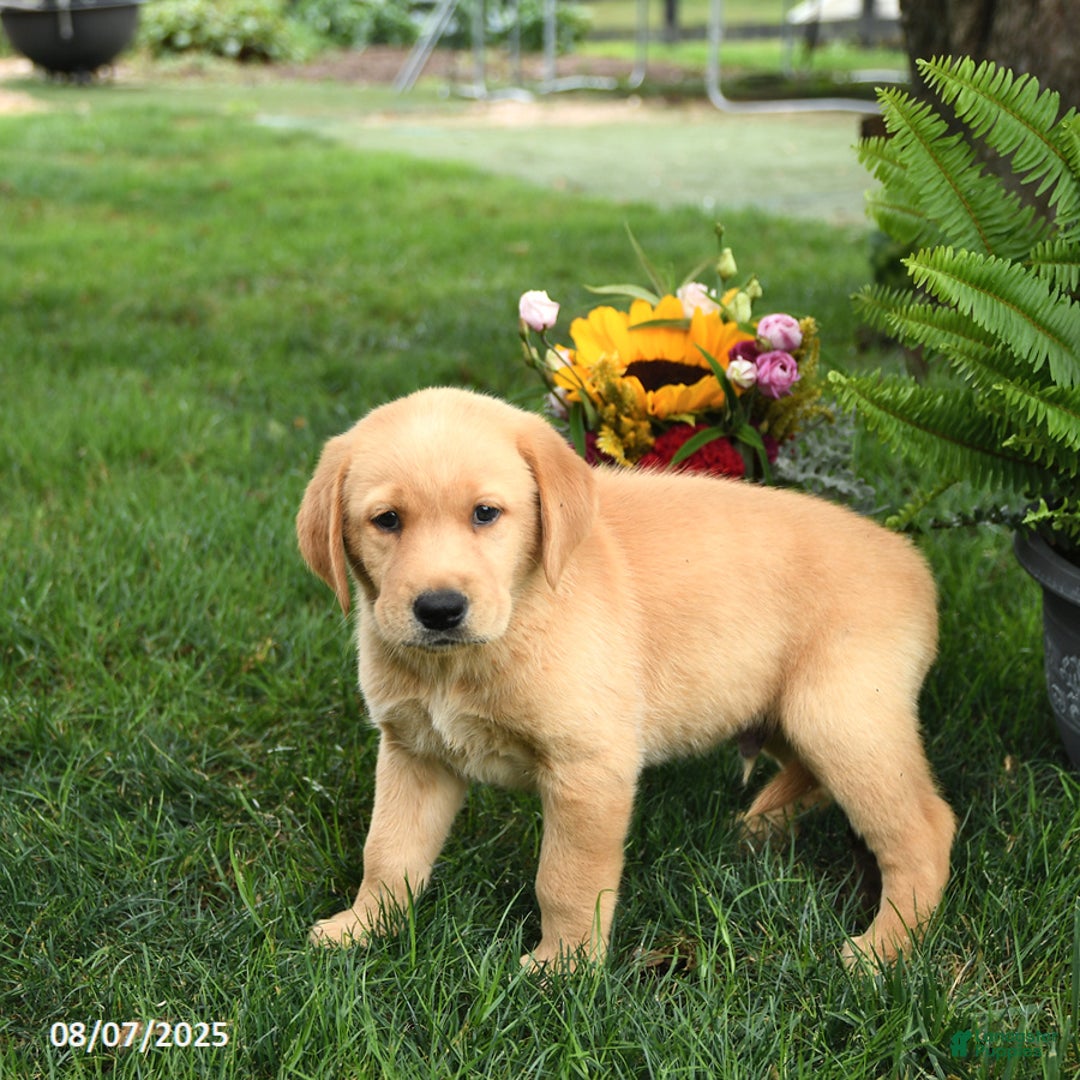 Goldador dogs for sale: Goldador 7 puppies - Image 5