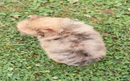 Pomeranian dogs for sale: Lukas - Image 1