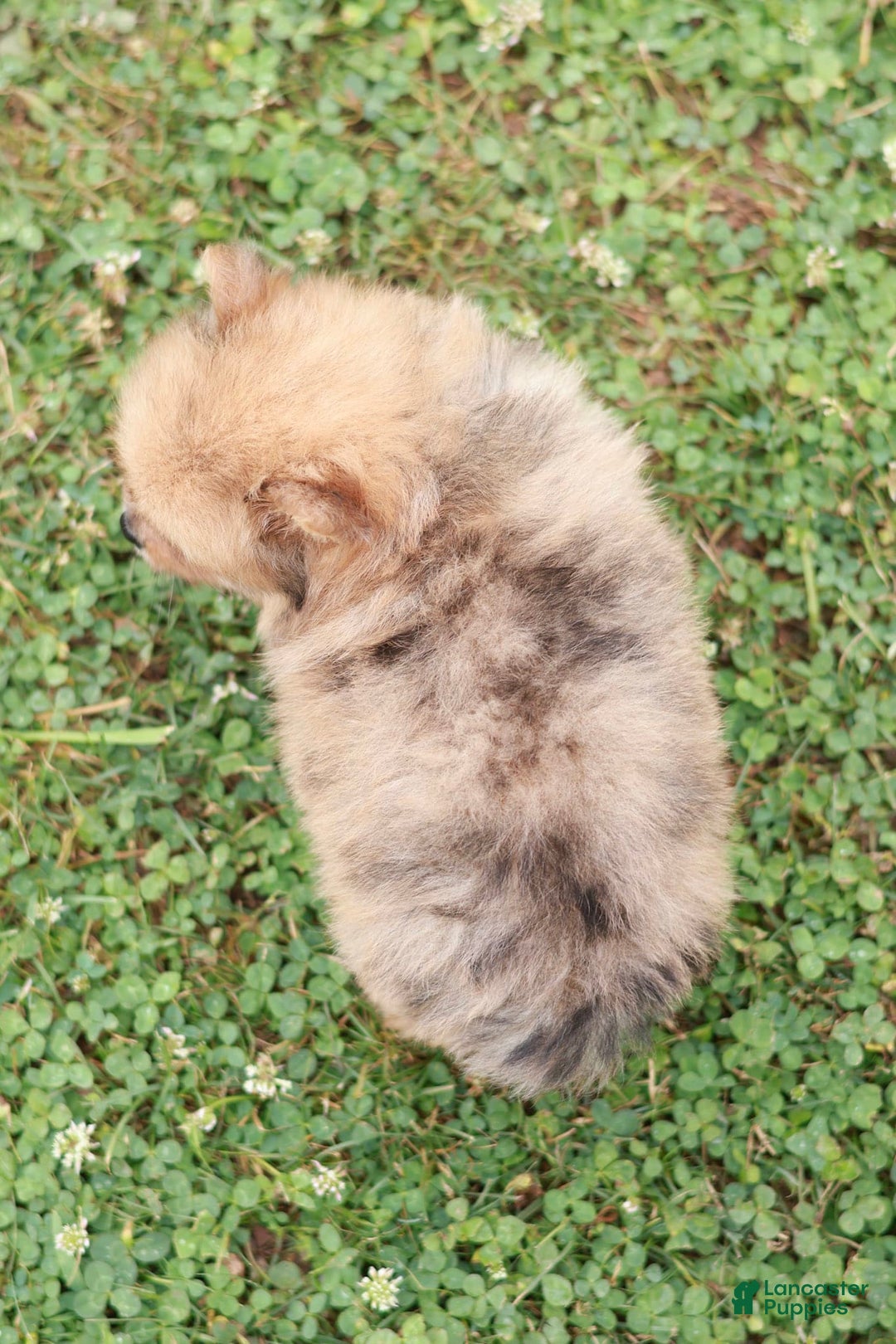 Pomeranian dogs for sale: Lukas - Image 1