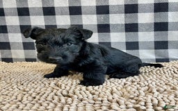 Scottish Terrier dogs for sale: Mandy - Image 1
