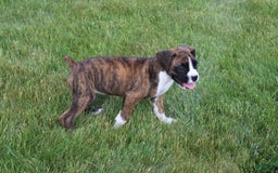 Boxer dogs for sale: Taylor - Image 1