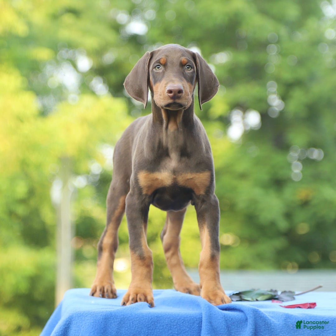 Doberman Pinscher dogs for sale: Rebel - Image 2