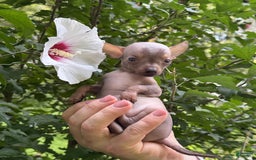 Chihuahua dogs for sale: Krillin - Image 9