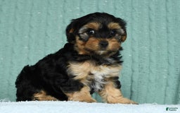 Yorkiepoo dogs for sale: Brittany - Image 1