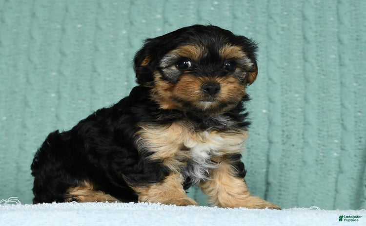 Yorkiepoo dogs for sale - Ad 5