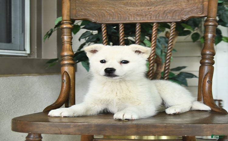 American Eskimo dogs for sale - Ad 1