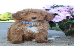 Miniature Poodle dogs for sale: Akc Patch - Image 9