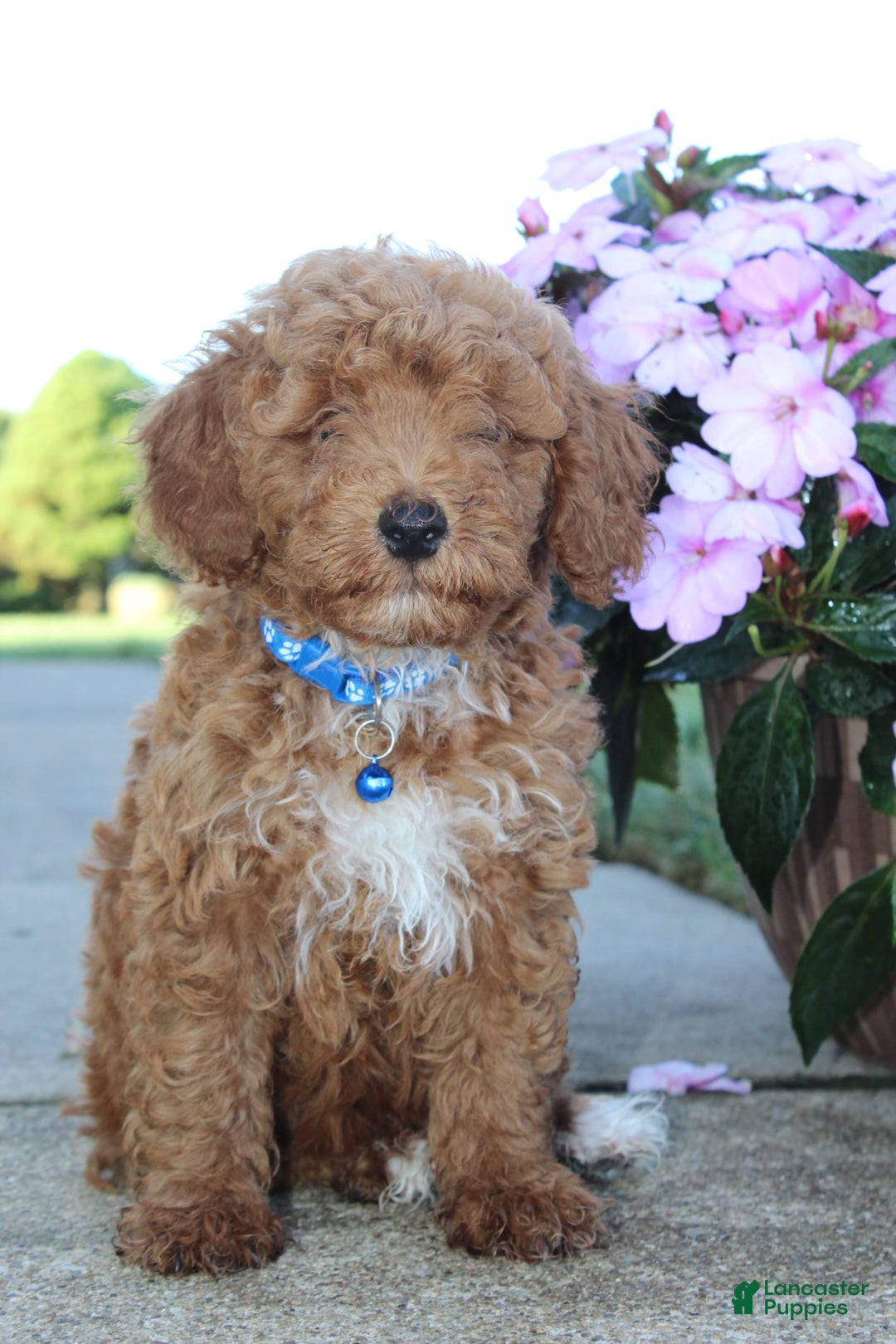 Miniature Poodle dogs for sale: Akc Patch - Image 9