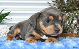 Beabull dogs for sale: Kinsley - Image 1