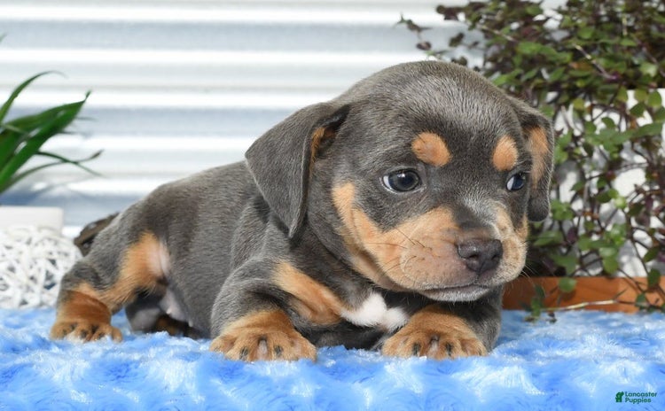 Beabull dogs for sale - Ad 4