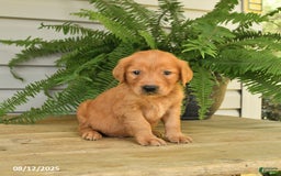 Golden Retriever dogs for sale: Marty - Image 3