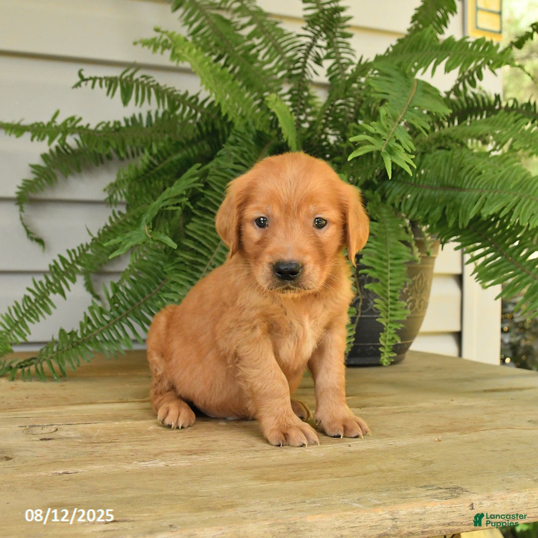 Golden Retriever dogs for sale: Marty - Image 3