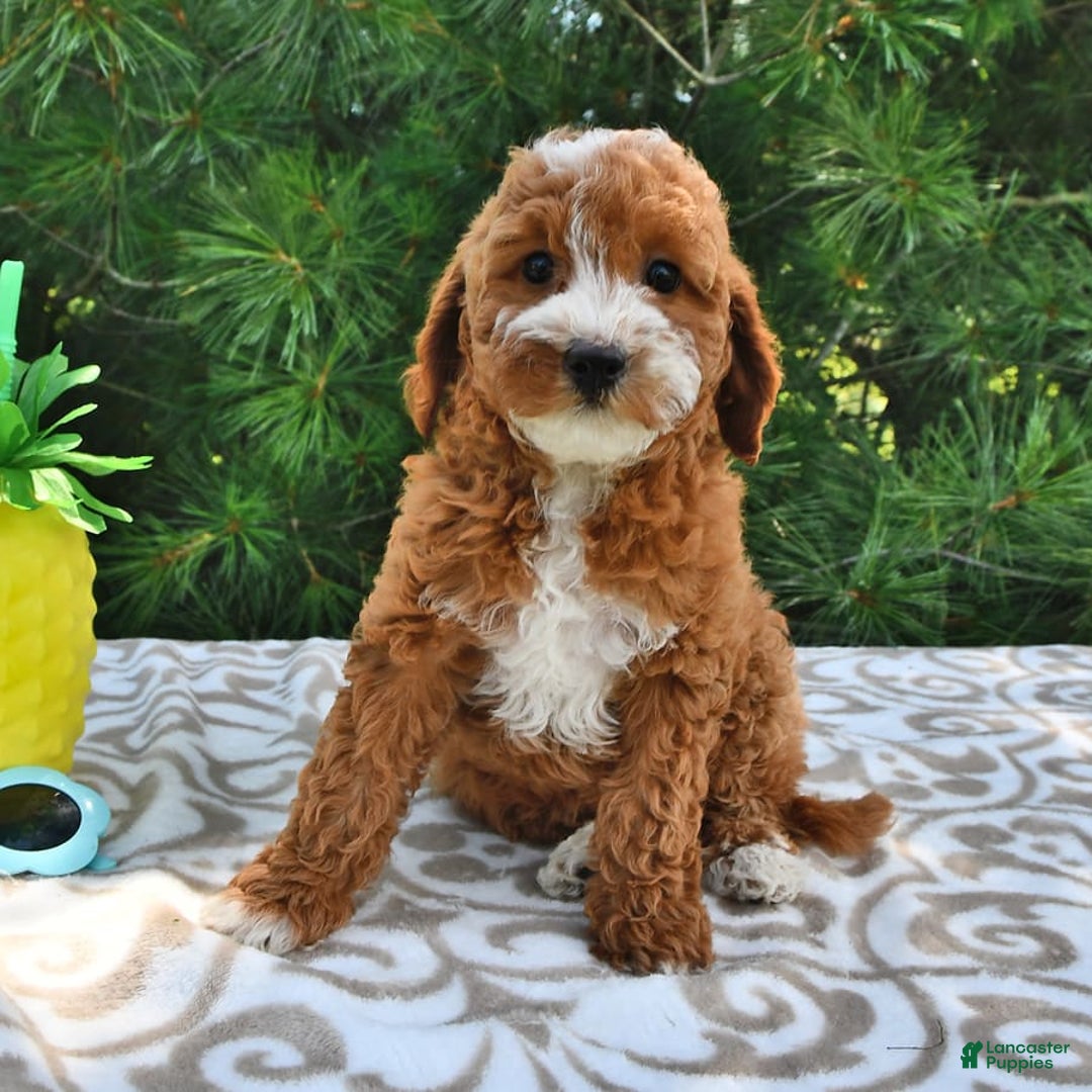 Mini Goldendoodle dogs for sale: Emma - Image 6