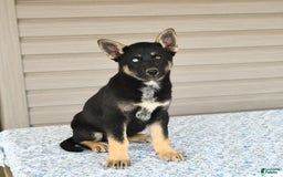 Gerberian Shepsky dogs for sale: Jasmine - Image 2