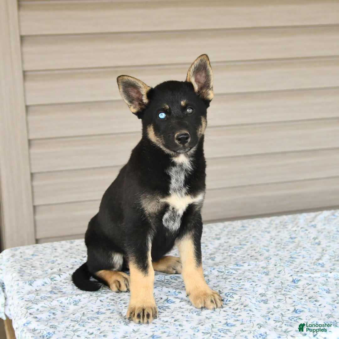 Gerberian Shepsky dogs for sale: Jasmine - Image 2