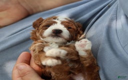 Toy Poodle dogs for sale: Dewey - Image 10