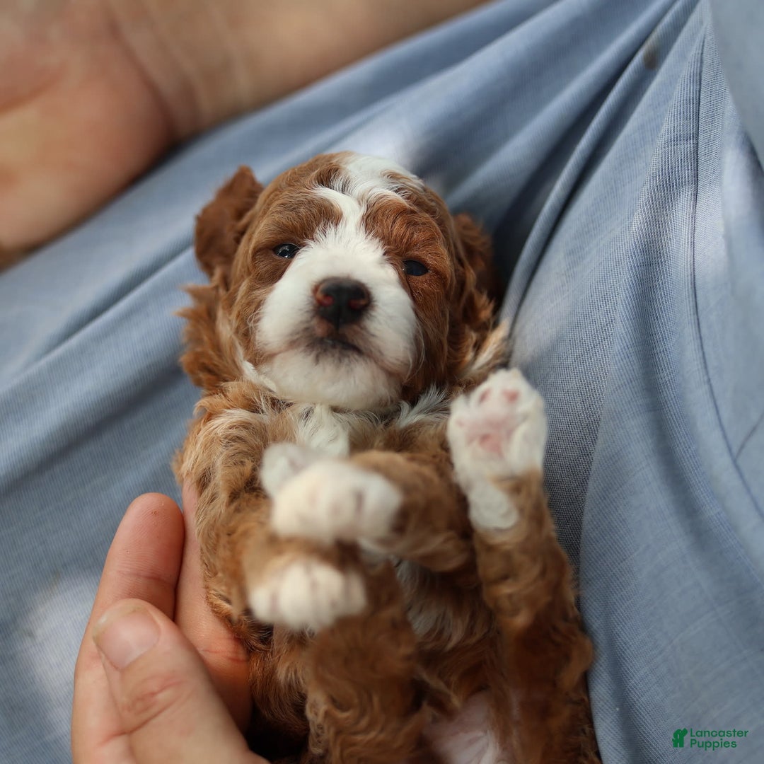 Toy Poodle dogs for sale: Dewey - Image 10