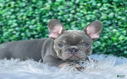 French Bulldog dogs for sale: Izzy - Image 1