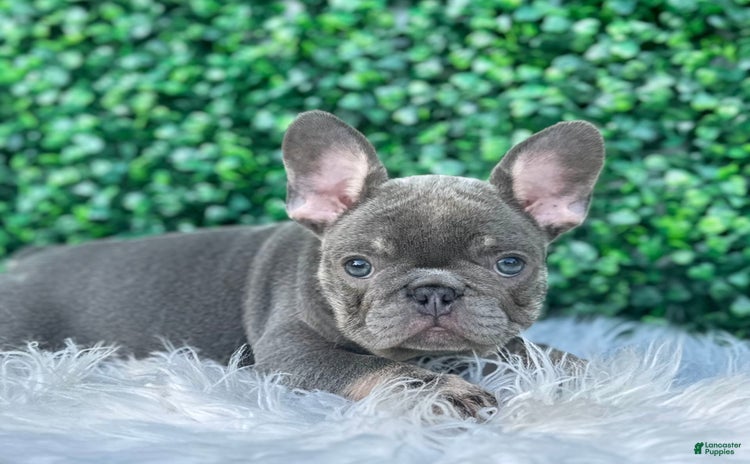 French Bulldog dogs for sale - Ad 4