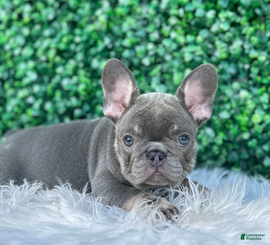 French Bulldog dogs for sale: Izzy - Image 1