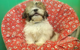 Teddy Bear dogs for sale: ROY - Image 5
