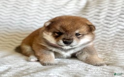 Shiba Inu dogs for sale: Garth - Image 1
