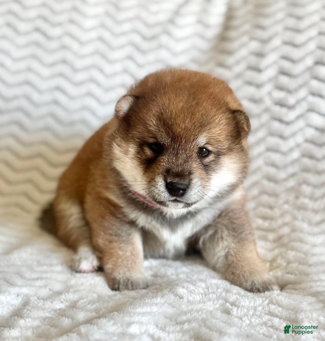 Shiba Inu dogs for sale: Garth - Image 1