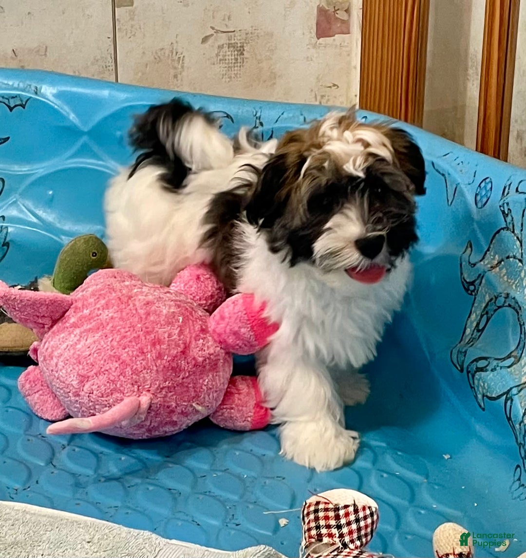 Havanese dogs for sale: Jesse - Image 4