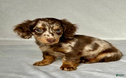 Miniature Dachshund dogs for sale: Miniature Dachshund 3 puppies - Image 3