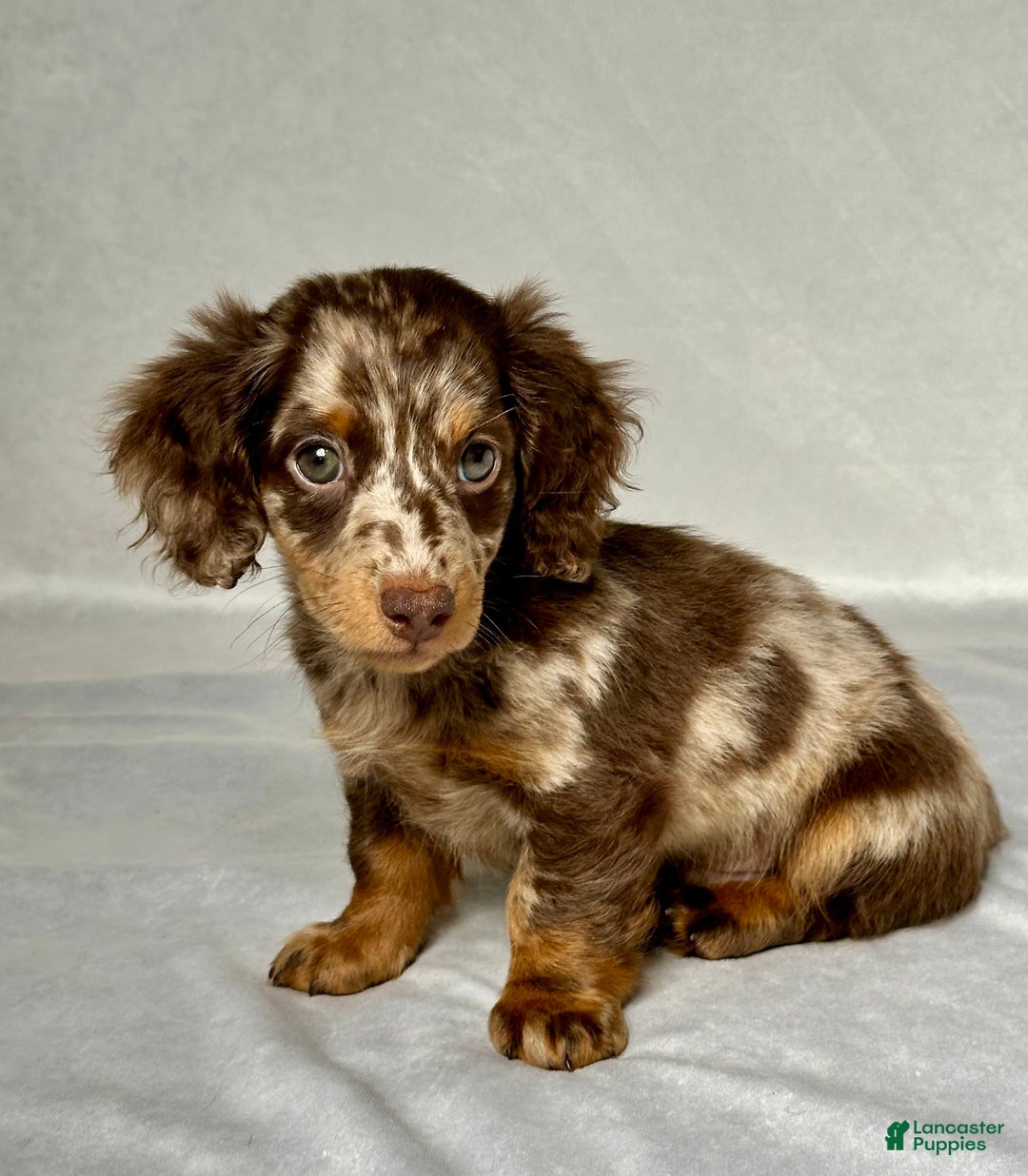 Miniature Dachshund dogs for sale: Miniature Dachshund 3 puppies - Image 3