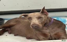 Doberman Pinscher dogs for sale: RED - Image 3