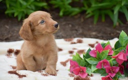 Miniature Dachshund dogs for sale: Teddy - Image 5