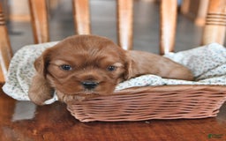 Cavalier King Charles Spaniel dogs for sale: Reba - Image 2