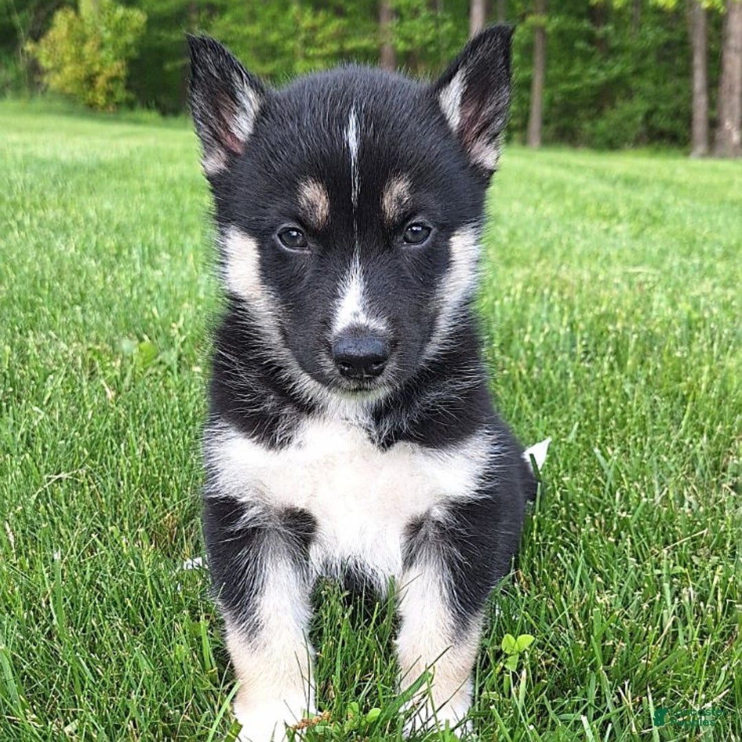 Gerberian Shepsky dogs for sale: Luna - Image 5