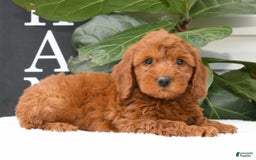 Mini Goldendoodle dogs for sale: Nicki - Image 4