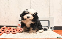 Mini Bernedoodle dogs for sale: Milo - Image 1