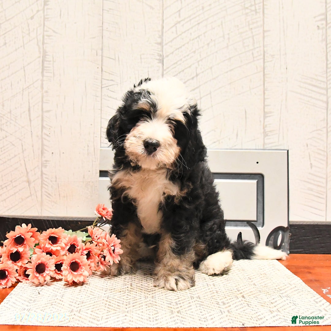 Mini Bernedoodle dogs for sale: Milo - Image 1