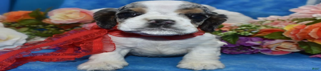 Theobluetanpartimerleamericancockerpuppy