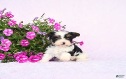 Yorkshire Terrier dogs for sale: Yorkshire Terrier 3 puppies - Image 2