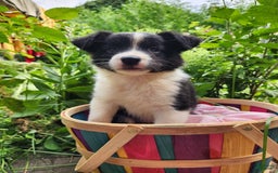 Border Collie dogs for sale: Dasiy - Image 7