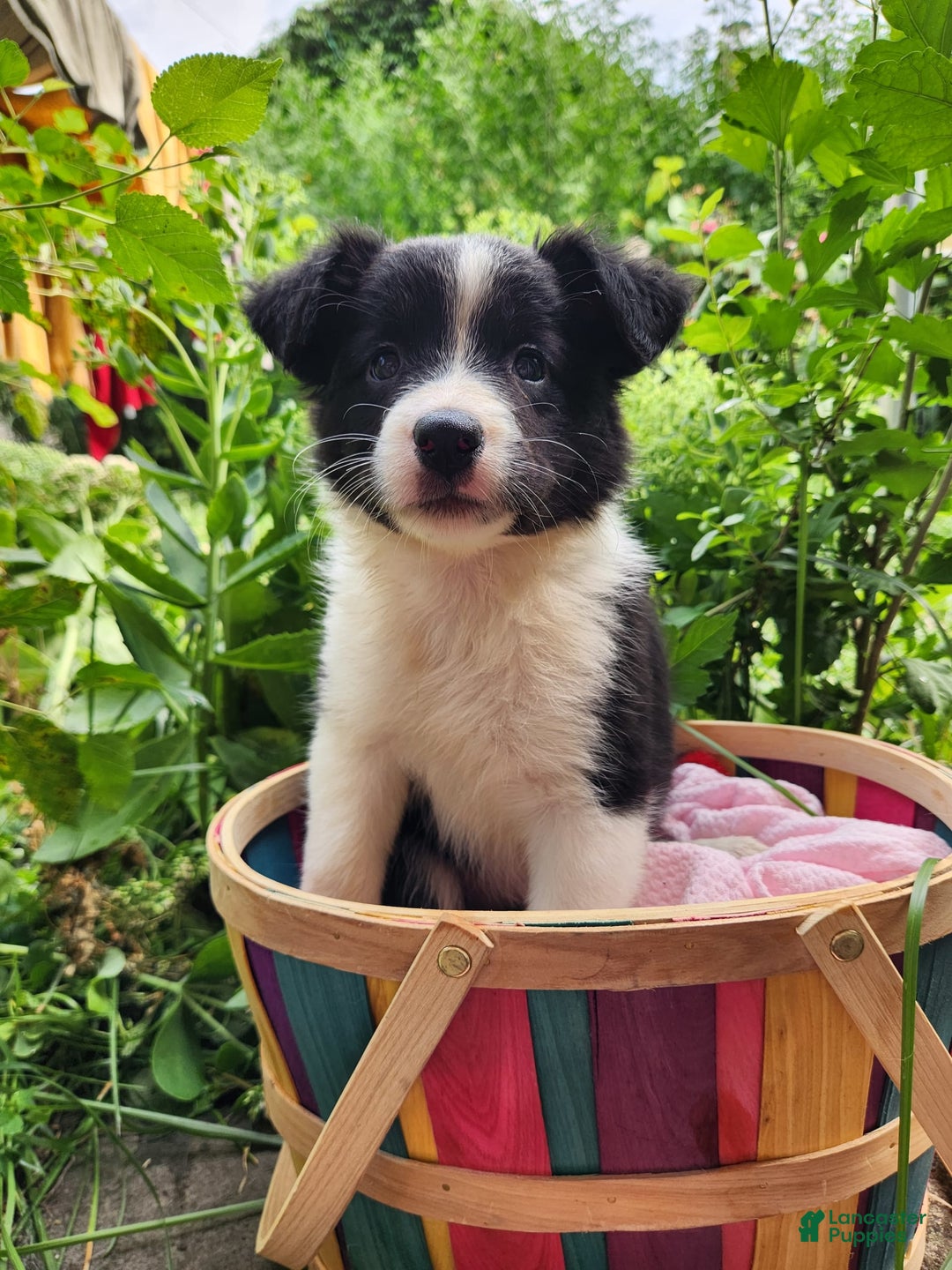 Border Collie dogs for sale: Dasiy - Image 7