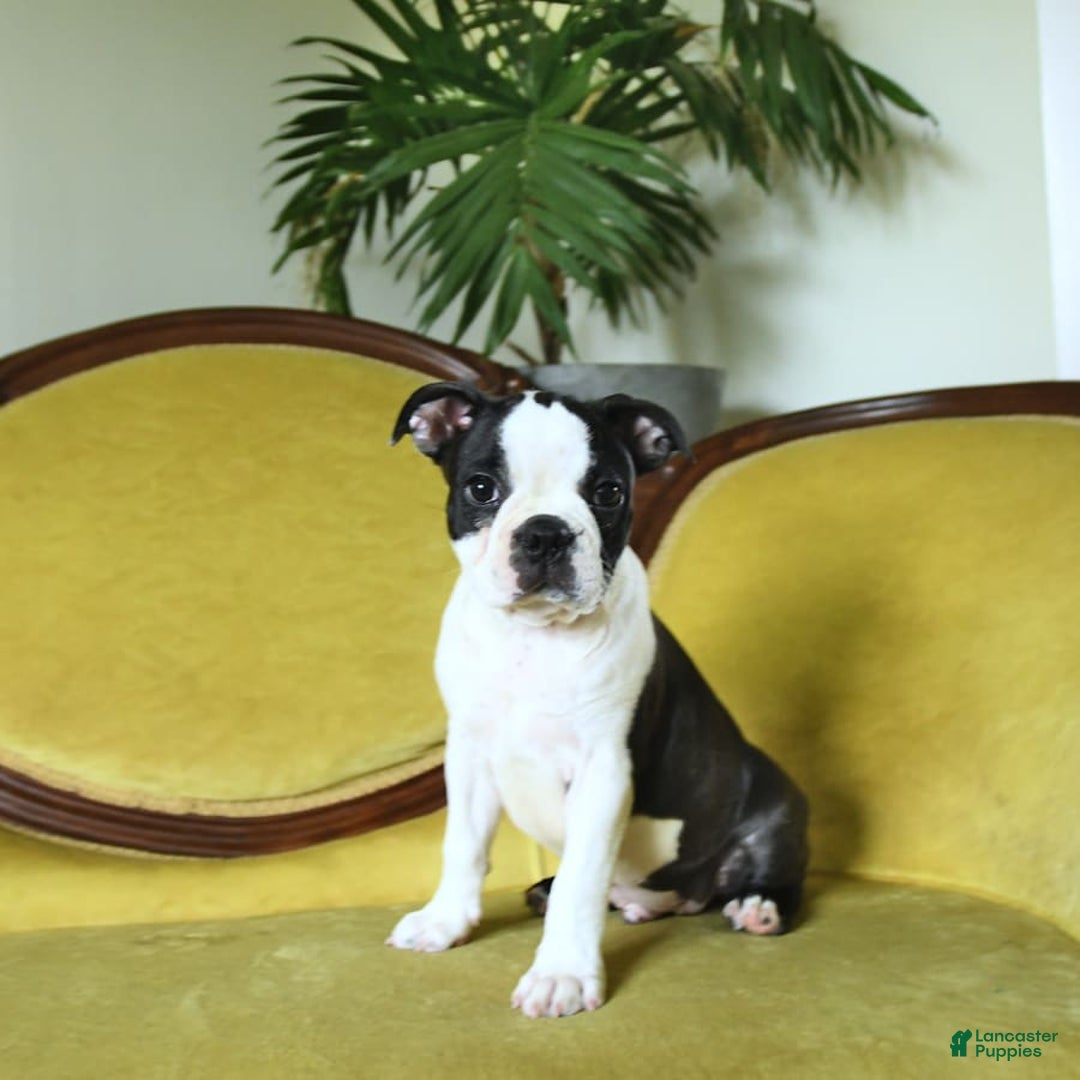 Boston Terrier dogs for sale: Happy - Image 3