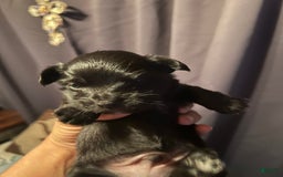 Yorkshire Terrier dogs for sale: Rainy - Image 1