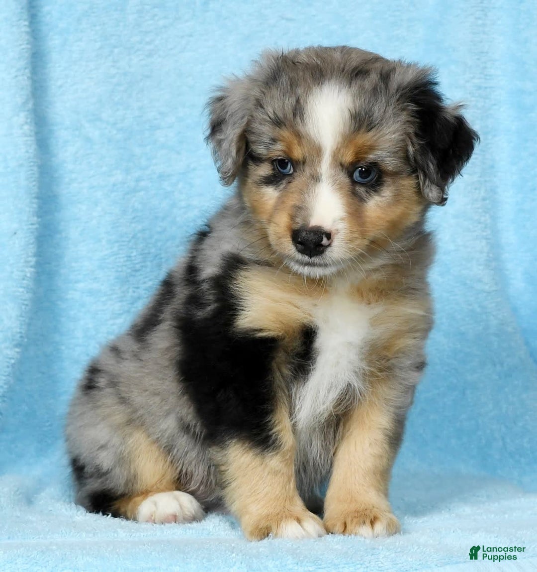 Miniature Australian Shepherd dogs for sale: Alex - Image 4
