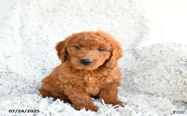 Mini Goldendoodle dogs for sale - Ad 2