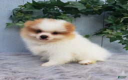 Pomeranian dogs for sale: Max - Image 7